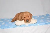 April, a female Golden Retriever for sale in Fredericksburg, OH – Photo 5 of 5