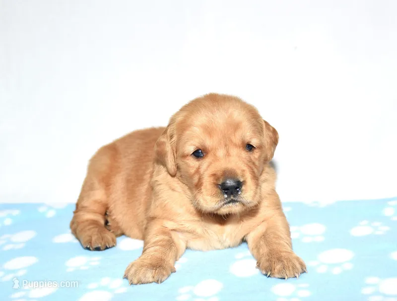 April – Golden Retriever puppy for sale in Fredericksburg, OH