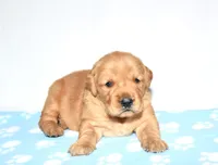 April, a female Golden Retriever for sale in Fredericksburg, OH – Photo 1 of 5