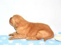 April, a female Golden Retriever for sale in Fredericksburg, OH – Photo 3 of 5