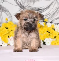 Jilly, a female Cairn Terrier for sale in Fredericksburg, OH – 3 of 3