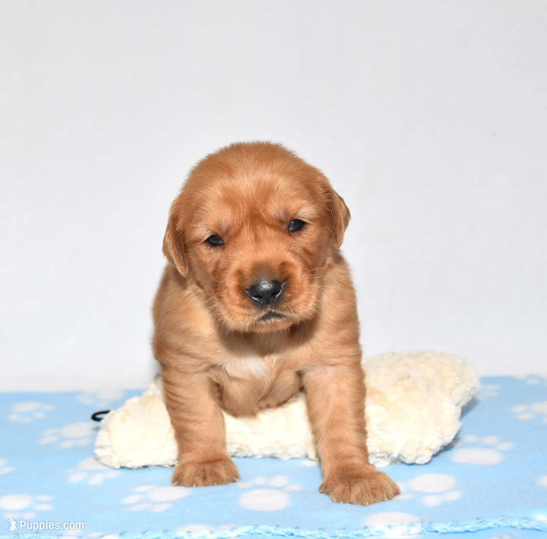 Aspy, a female Golden Retriever for sale in Fredericksburg, OH – Photo 4 of 5