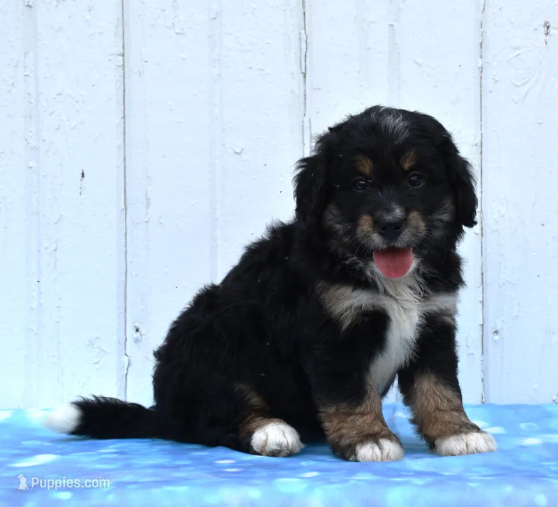 Cleo – Miniature Bernedoodle puppy for sale in Fredericksburg, OH