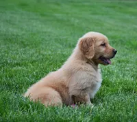 Marley, a male Golden Retriever for sale in Fredericksburg, OH – 3 of 5