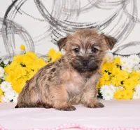 Jilly, a female Cairn Terrier for sale in Fredericksburg, OH – 2 of 3