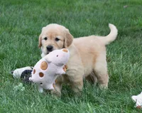 Otis, a male Golden Retriever for sale in Fredericksburg, OH – 3 of 6