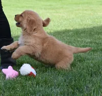 Hunter, a male Golden Retriever for sale in Fredericksburg, OH – 2 of 4