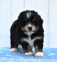 Cody, a male Miniature Bernedoodle for sale in Fredericksburg, OH – 2 of 3