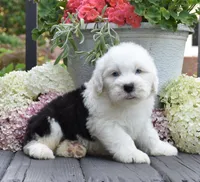 Kal BLUE EYES, a male Old English Sheepdog for sale in Fredericksburg, OH – 3 of 3