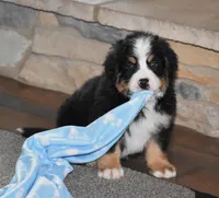 Vegas, a male Bernese Mountain Dog for sale in Fredericksburg, OH – Photo 3 of 4