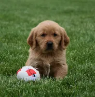 Malibu, a male Golden Retriever for sale in Fredericksburg, OH – 3 of 3