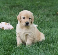 Otis, a male Golden Retriever for sale in Fredericksburg, OH – 5 of 6