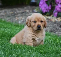 Aspy, a female Golden Retriever for sale in Fredericksburg, OH – 2 of 4