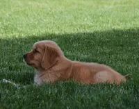Hunter, a male Golden Retriever for sale in Fredericksburg, OH – 3 of 4
