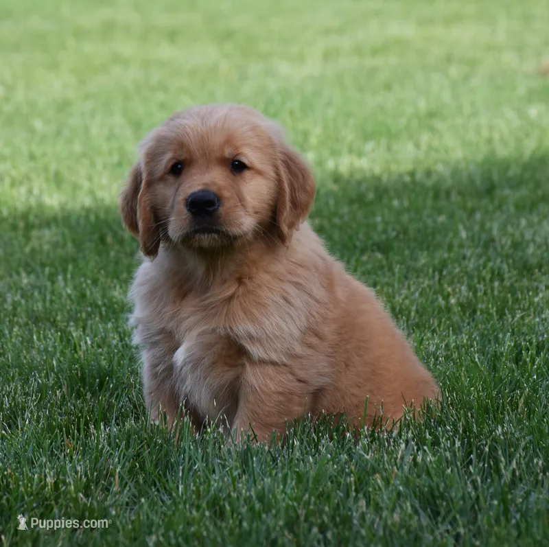 Hunter – Golden Retriever puppy for sale in Fredericksburg, OH
