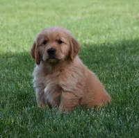 Hunter, a male Golden Retriever for sale in Fredericksburg, OH – 1 of 4