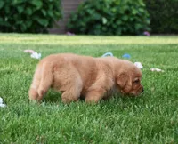 Aza, a female Golden Retriever for sale in Fredericksburg, OH – 3 of 4