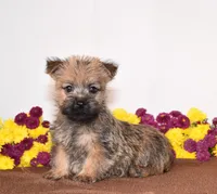 Knox, a male Cairn Terrier for sale in Fredericksburg, OH – 2 of 3