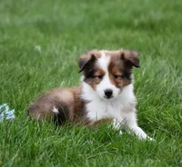 Breezy, a female Shetland Sheepdog for sale in Fredericksburg, OH – Photo 2 of 4