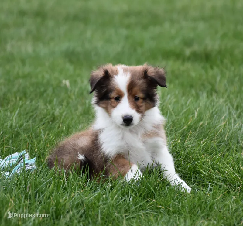 Breezy – Shetland Sheepdog puppy for sale in Fredericksburg, OH