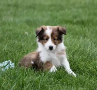 Breezy, a female Shetland Sheepdog for sale in Fredericksburg, OH – Photo 1 of 4