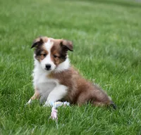 Breezy, a female Shetland Sheepdog for sale in Fredericksburg, OH – Photo 4 of 4