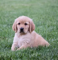 Halo, a female Golden Retriever for sale in Fredericksburg, OH – 4 of 4