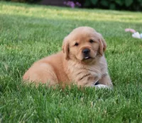 Aza, a female Golden Retriever for sale in Fredericksburg, OH – 4 of 4