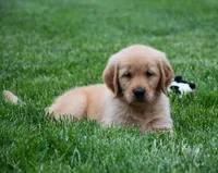Marley, a male Golden Retriever for sale in Fredericksburg, OH – 5 of 5