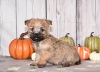 Neptune , a male Cairn Terrier for sale in Fredericksburg, OH – 4 of 4