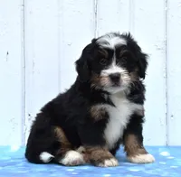 Cooper, a male Miniature Bernedoodle for sale in Fredericksburg, OH – 3 of 3