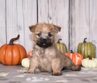 Neptune , a male Cairn Terrier for sale in Fredericksburg, OH – 1 of 4
