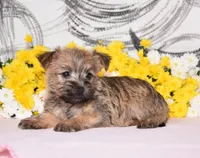 Jilly, a female Cairn Terrier for sale in Fredericksburg, OH – 1 of 3
