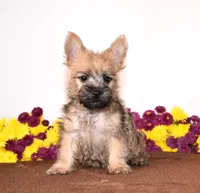 Koda, a male Cairn Terrier for sale in Fredericksburg, OH – 2 of 3