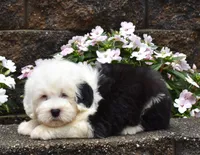 Mario 1 BLUE EYE, a male Old English Sheepdog for sale in Fredericksburg, OH – 3 of 3