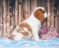 Dalton, a male Cavalier King Charles Spaniel for sale in Fredericksburg, OH – 5 of 5