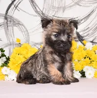 Jagger, a male Cairn Terrier for sale in Fredericksburg, OH – 2 of 3