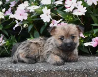Autumn, a male Cairn Terrier for sale in Fredericksburg, OH – 3 of 3