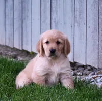 Halo, a female Golden Retriever for sale in Fredericksburg, OH – 2 of 4