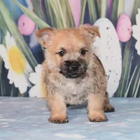 Mario, a male Cairn Terrier for sale in Fredericksburg, OH – Photo 2 of 3