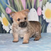 Mario, a male Cairn Terrier for sale in Fredericksburg, OH – Photo 1 of 3