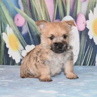 Mario, a male Cairn Terrier for sale in Fredericksburg, OH – Photo 3 of 3