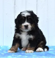 Cooper, a male Miniature Bernedoodle for sale in Fredericksburg, OH – 2 of 3