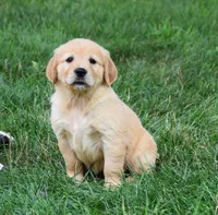 Opal, a male Golden Retriever for sale in Fredericksburg, OH – 2 of 4