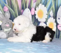 Tango - 2 blue eyes, a male Old English Sheepdog for sale in Fredericksburg, OH – Photo 3 of 3