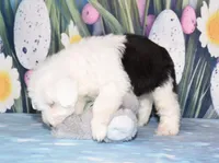 Thor - 1 blue eye, a male Old English Sheepdog for sale in Fredericksburg, OH – Photo 2 of 4