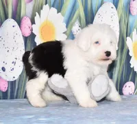 Thor - 1 blue eye, a male Old English Sheepdog for sale in Fredericksburg, OH – Photo 3 of 4