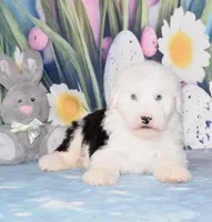 Tango - 2 blue eyes, a male Old English Sheepdog for sale in Fredericksburg, OH – Photo 2 of 3