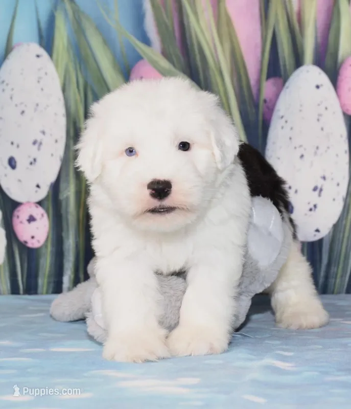 Thor - 1 blue eye – Old English Sheepdog puppy for sale in Fredericksburg, OH