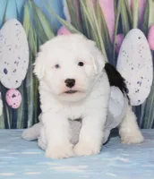 Thor - 1 blue eye, a male Old English Sheepdog for sale in Fredericksburg, OH – Photo 1 of 4
